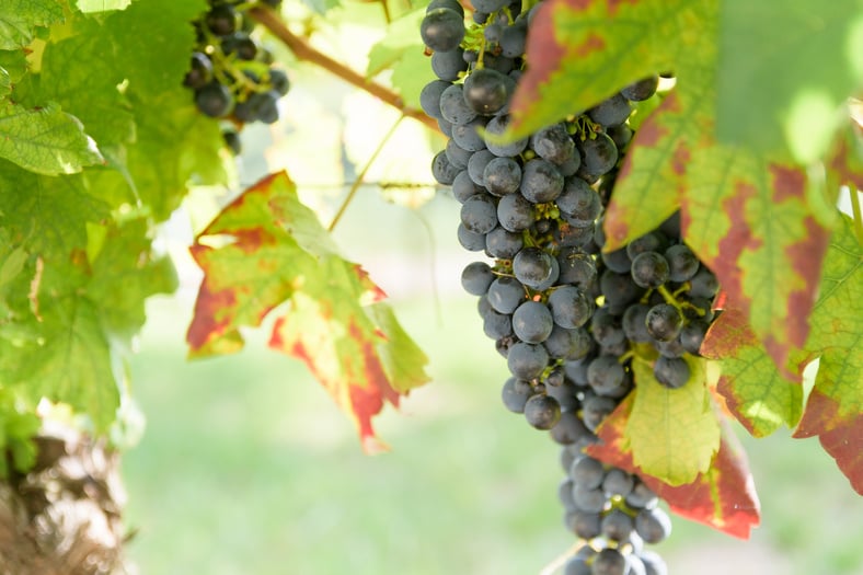 Red grapes in Valpolicella